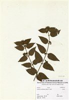 藏品(毛茉莉)的圖片